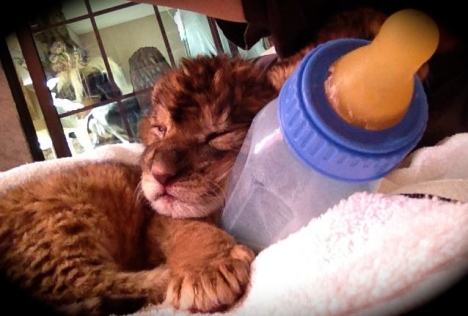 Lion Habitat cub &amp; bottle